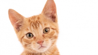 Jangan Menghindar, Ini 6 Cara Kucing Bilang "Aku Suka Kamu" ke Pemiliknya