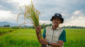 Laporan Dampak Pandawa Agri 2023 Dorong Transformasi Pertanian Berketahanan Iklim