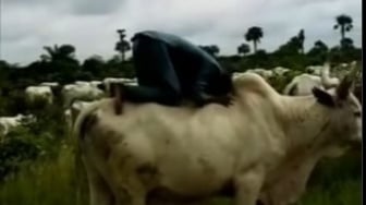 Viral Seorang Pria Salat di Atas Sapi Tuai Perdebatan Warganet