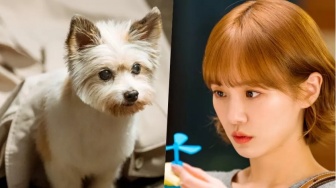Cuplikan 'A Good Day to Be a Dog': Park Gyu Young Berubah Jadi Anjing Lucu