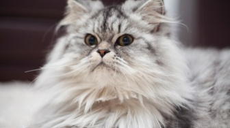 4 Tips Rawat Kucing Persia agar Sehat, Salah Satunya Rutin Menyisir Bulunya