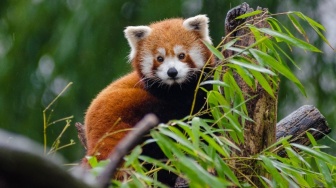 Diperingati Setiap 16 September, Berikut 3 Fakta Unik Satwa Panda Merah