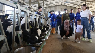 Kunjungi Peternakan Sapi, Nagita Slavina Ajak Rayyanza Cipung Belajar Manfaat Susu Langsung di Pabriknya