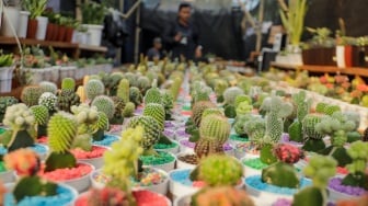 Pengunjung melihat tanaman hias saat Pameran Flona 2023 di Lapangan Banteng, Jakarta, Rabu (20/9/2023). [Suara.com/Alfian Winanto]