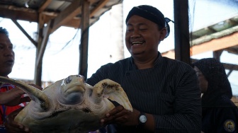 Peduli Ekosistem Laut, Ratusan Penyu Lekang Dilepasliarkan di Cilacap