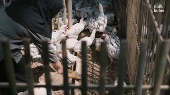 Kisah Inspiratif Perempuan Muda Beternak Ayam di Desa, Baru 27 Tahun Omzetnya Rp40 Juta Perbulan!