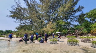 Kolaborasi dengan Mahasiswa IPB, BRI Tanam Bibit Mangrove di Pulau Tidung