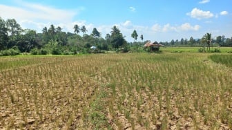 20 Hektare Sawah Bojongmangu Bekasi Panen di Tengah Kekeringan: Satu Hektare Sawah Hasilkan Enam Ton