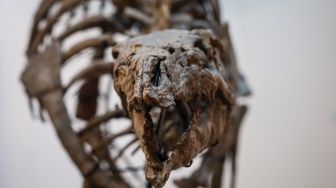 Fosil Dinosaurus 'Barry' yang Berusia 150 Juta Tahun Akan Dilelang di Paris