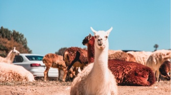 Diperingati Setiap 26 September, Berikut 3 Fakta Unik Hewan Alpaka