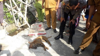 Warga Padang Bunuh Anjing Liar yang Gigit 23 Orang, Dilempari Pakai Batu hingga Kayu Balok