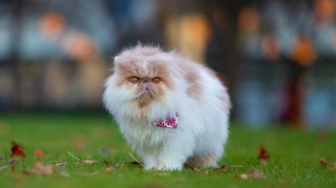 Berwajah Datar, 5 Fakta Menarik Kucing Persia yang Harus Kamu Tahu