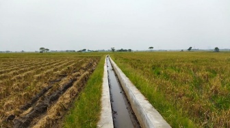 Tak Khawatir El Nino, Pertanian di Serang Malah Meningkat Berkat RJIT