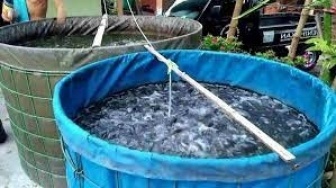 Lurah Loa Ipuh Dukung Program Karang Taruna Budi Daya Ikan Kolam Terpal