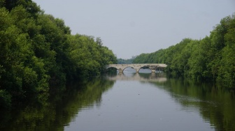 Pembangunan Pesat PIK Bayangi Upaya Selamatkan Mangrove Pesisir Jakarta