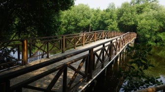 Cara Unik Lestarikan Mangrove Lewat Petualangan dan Aksi Sosial