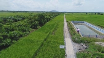 350 Hektare Sawah Kekeringan di Lumajang, Kementan Siap Atasi dengan Infrastruktur