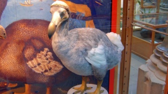 10 Fakta Menarik Burung Dodo, Simbol Kepunahan Akibat Perbuatan Manusia