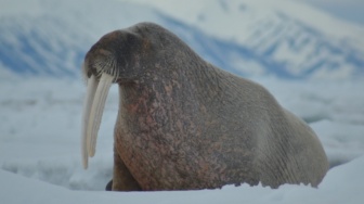 8 Fakta Menarik Walrus, Mamalia Laut yang Memiliki Gading