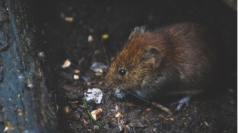 Kasus Leptospirosis di Bantul Menurun, Tapi Jangan Lengah Saat Libur Nataru