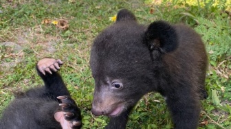 Potret 2 Bayi Beruang Himalaya Pertama yang Lahir di Indonesia, Gemas Banget!