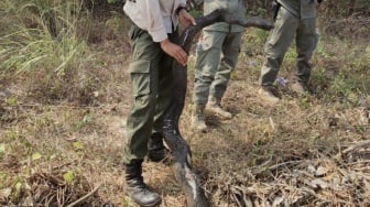 Gegara Puntung Rokok, Seekor Sanca Terpanggang saat Kebakaran Alang-alang di Cilincing Jakut