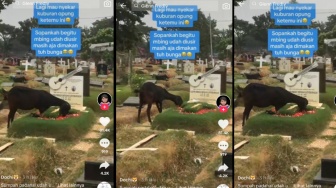 Cara Kambing Ini Makan Bunga di Atas Makam Glenn Fredly Jadi Sorotan: Sopan Banget