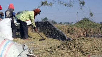 Tanda Panen Mulai Terlihat, Stok Beras Bakal Banjiri Pasar-pasar