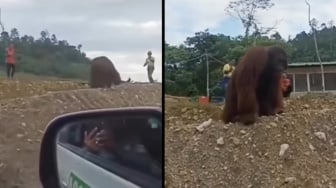 Momen Orang Utan Kebingungan dan Nyasar ke Kawasan Industri