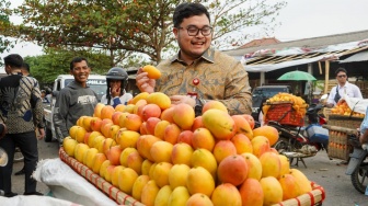 Hasilkan Buah Berkualitas, Mas Dhito Beri Pendampingan Petani Mangga Podang