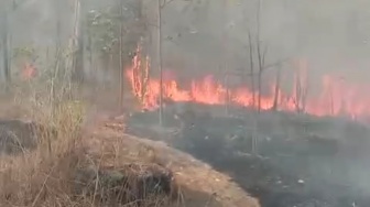 Peternakan Madu di Playen Hangus Akibat Kebakaran Hutan Wanagama, Warga Merugi hingga Rp6 Juta