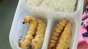 Viral Anak SD Bawa Bekal dengan Lauk Ulat Sagu, Gurunya Sampai Bilang Keterlauan