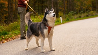 Kian Populer Dipelihara, Berikut 3 Fakta Unik Anjing Siberian Husky