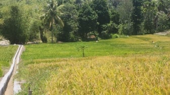 Dampak El Nino Terjadi Hingga Akhir Tahun, Ditjen PSP Kementan Kembangkan Optimasi Lahan Kering