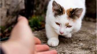 Islam Haramkan Makan Daging Kucing, Ternyata Ini Efeknya Bagi Tubuh