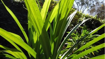 Mengenal Daun Pandan, Si Hijau yang Kaya Manfaat untuk Tulang