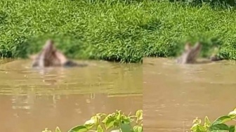 Warga Diterkam Buaya Saat Mencari Ikan di Sungai Desa Wunggoloko Kolaka Timur