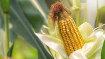 Ini 5 Alasan Sebaiknya Jangan Langsung Membuang Rambut Jagung