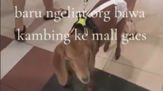 Viral Dua Ekor Kambing Diajak Ngemall di Surabaya, Warganet: Apa Gak Bau?