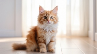 6 Cara Tepat Merawat Kucing Pasca-Sterilisasi, Utamakan Kenyamanan Anabul!
