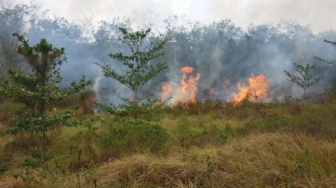 Lahan PTPN 7 di Kota Baru Kebakaran, Penyebab Masih Diselidiki