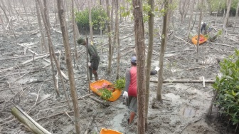 Menjaga Hutan Mangrove Pesisir Lampung Timur, Kolaborasi Melawan Abrasi