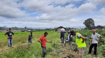 Hama Tikus Rusak 10 Hektare Tanaman Padi Petani Kabupaten Agam