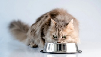 5 Tips Menyimpan Makanan Basah Kucing agar Tahan Lama, Jaga Tetap Fresh!
