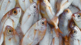 Konsumsi Ikan Sarden, Teri, dan Herring Mencegah 750 Ribu Kematian per Tahun, Studi Mengungkapkan