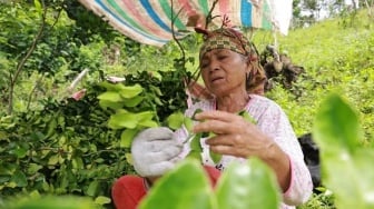 Daun Jeruk Purut Petani Tanah Datar Tembus Pasar Nasional, Perdana Kirim 2,5 Ton ke Pulau Jawa