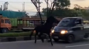 Kuda Tempat Wisata Lepas di Jalanan Pekanbaru, Tertabrak Mobil hingga Terpental