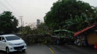 Anyar Diterjang Hujan Deras dan Angin Kencang, Pedagang Durian Tewas Tertimpa Pohon Tumbang