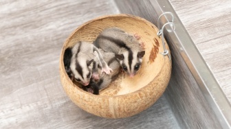 Selain Buah-buahan, Berikut 3 Makanan Alami yang Baik untuk Sugar Glider