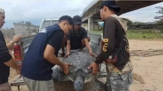 Penyu Sisik 60 Kilogram DItemukan Warga di Jembatan Emas, Begini Kondisi Terkininya